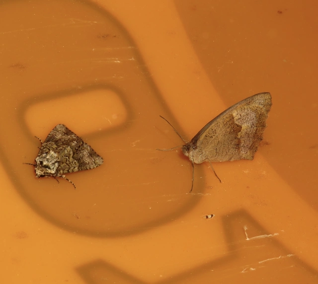 Craniophora ligustri - fagyalbagoly