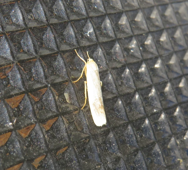 déli zuzmószövő - Eilema caniola