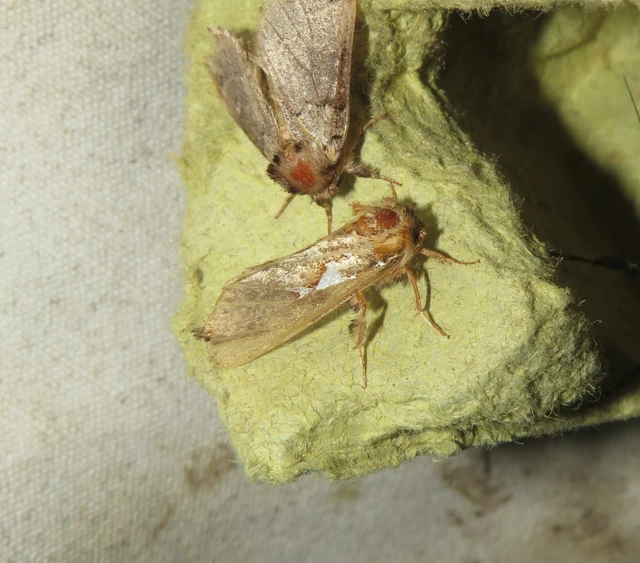 ezüstfoltos púposszövő - Spatalia argentina