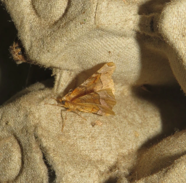 Selenia tetralunaria - négyfoltos holdasaraszoló