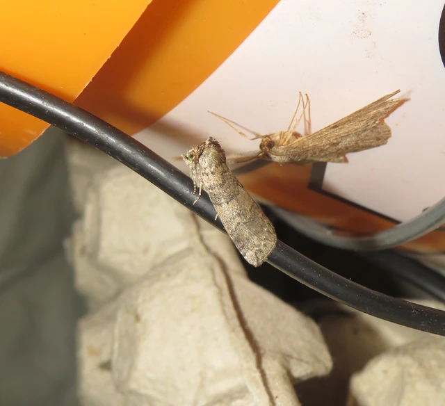 bélyeges pihésszövő - Tethea or