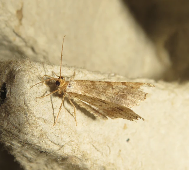 Macaria alternata - közönséges szürkearaszoló