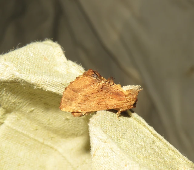 tevenyakú púposszövő - Ptilodon capucina