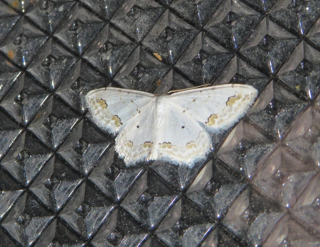 díszes fehéraraszoló - Scopula ornata