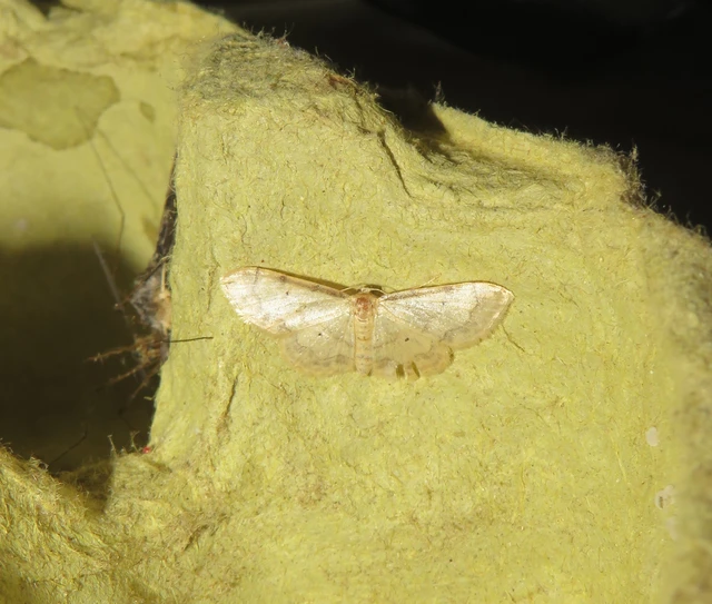 vonalas apróaraszoló - Idaea politaria