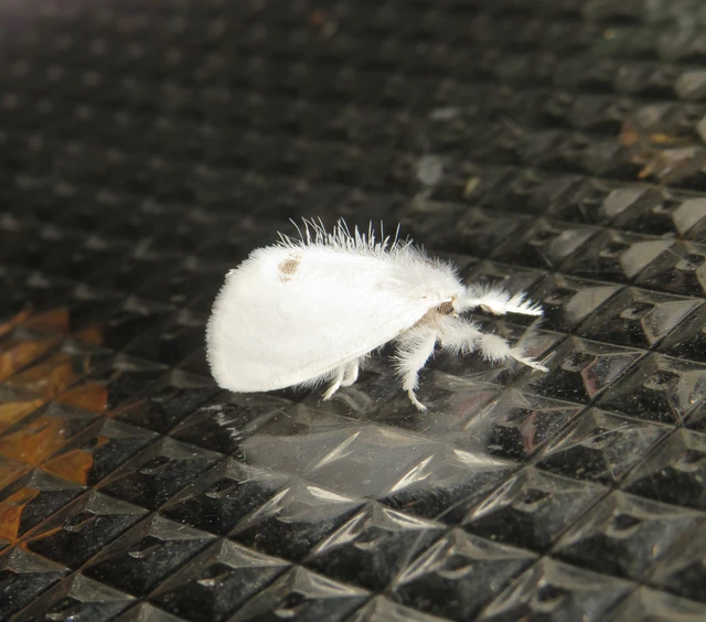 Sphrageidus similis - sárgafarú szövő