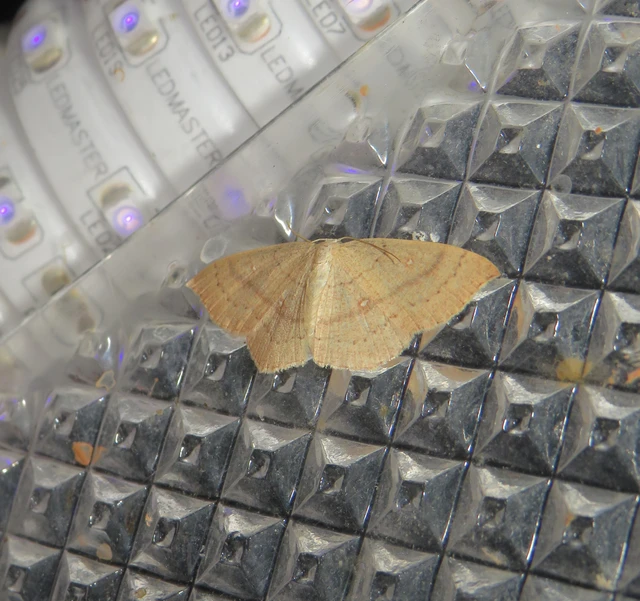 Cyclophora linearia - vonalas pettyesaraszoló