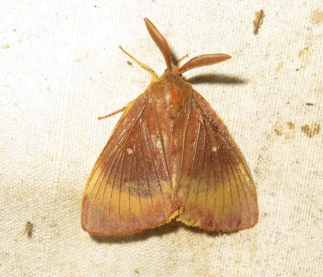 Lasiocampa quercus - tölgyfaszövő