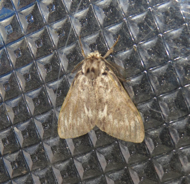 Lymantria monacha - apácalepke