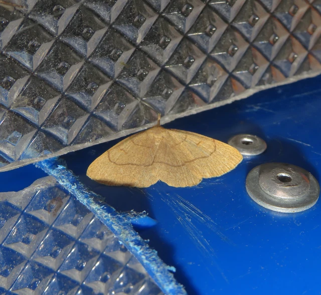 sárgás karcsúbagoly - Paracolax tristalis