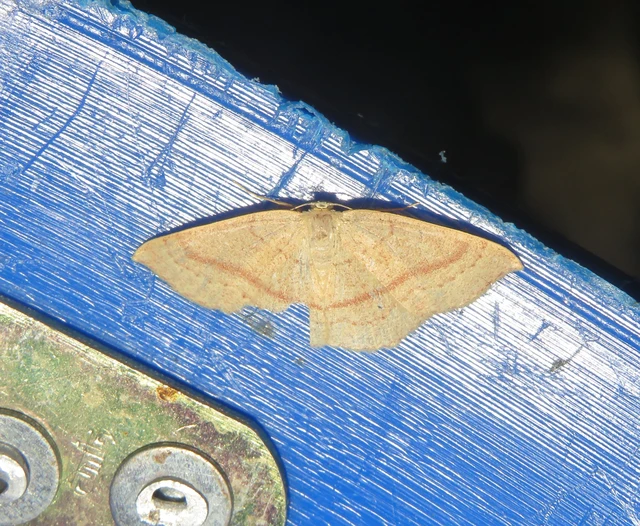Cyclophora linearia - vonalas pettyesaraszoló