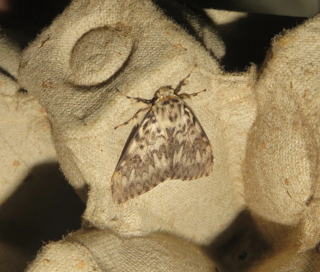 Lymantria monacha - apácalepke
