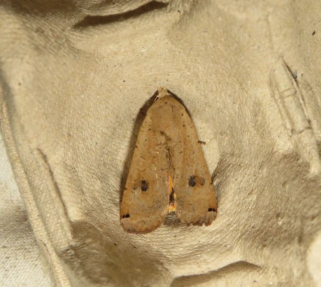 nagy sárgafűbagoly - Noctua pronuba