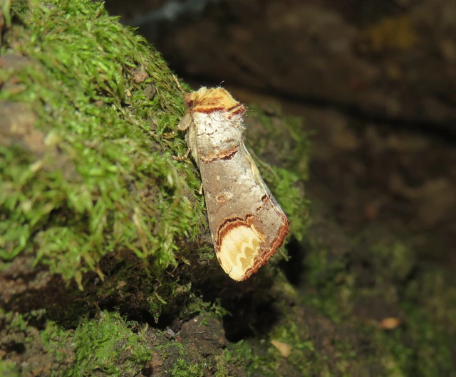 Phalera bucephala - sárgafoltos púposszövő