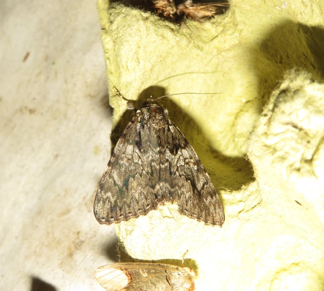 kis tölgyfa-övesbagoly - Catocala promissa