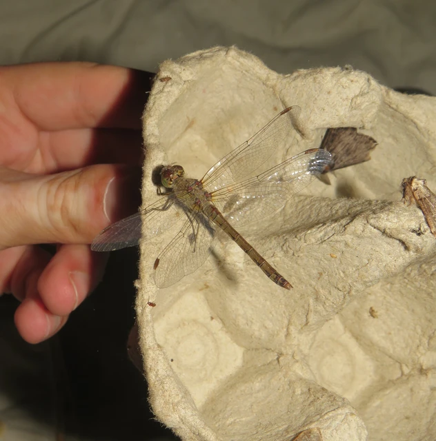 harántsávos katona-szitakötő - Sympetrum striolatum