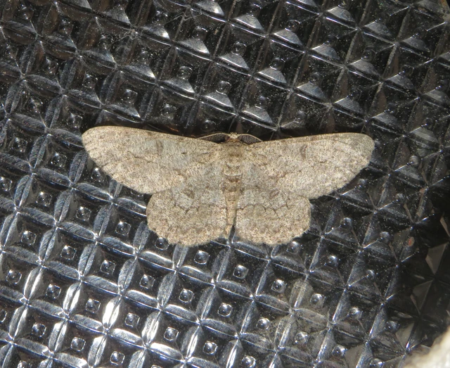 Hypomecis punctinalis - pettyes faaraszoló