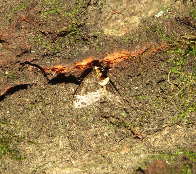 Ecliptopera silaceata - barna tarkaaraszoló