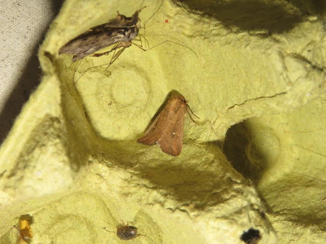 fehérpettyes rétibagoly - Mythimna albipuncta