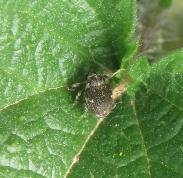 Nedyus quadrimaculatus - közönséges csalánormányos