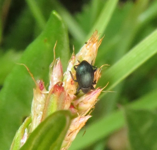 Apioninae