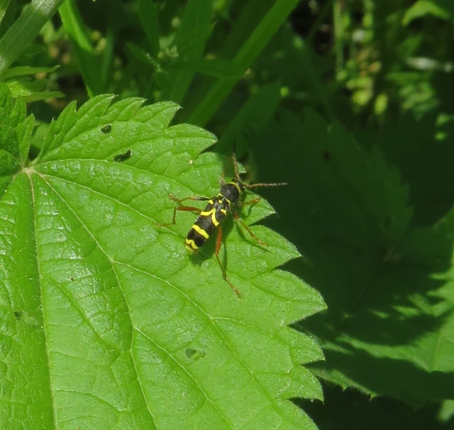 közönséges darázscincér - Clytus arietis