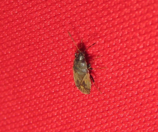 Rhyparochromidae - földibodobácsok