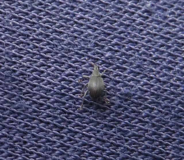 kaszanyügbükköny-cickányormányos - Oxystoma craccae