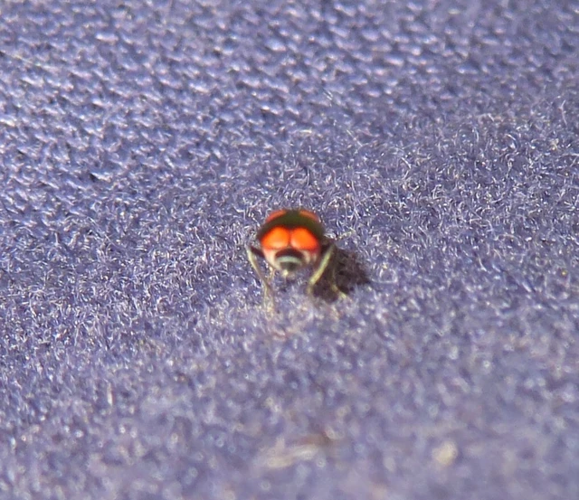 sárgaszalagos bibircsesbogár - Anthocomus fasciatus