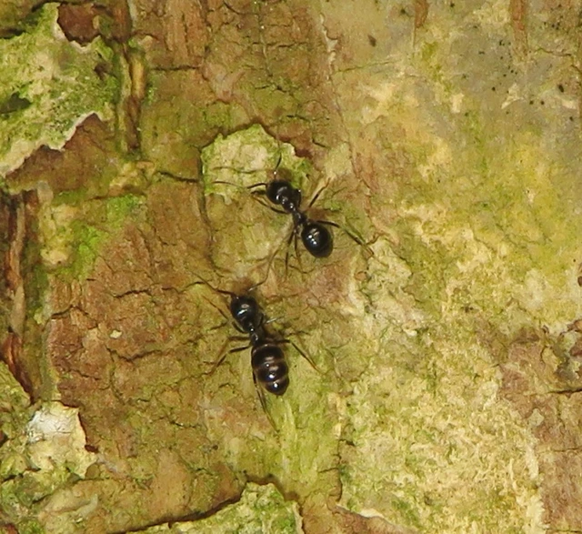 kartonépítő fahangya - Lasius fuliginosus