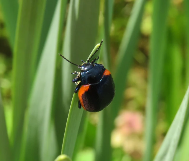 trapézhátú szegélyeslevelész - Chrysolina rossia