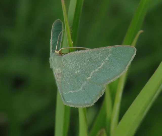 Chlorissa cloraria - sárgászöld araszoló