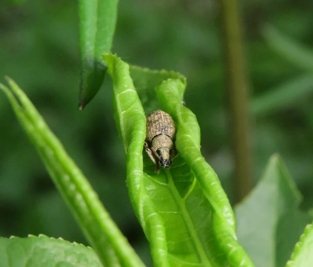 Sciaphilus asperatus - árnyékkereső ormányos