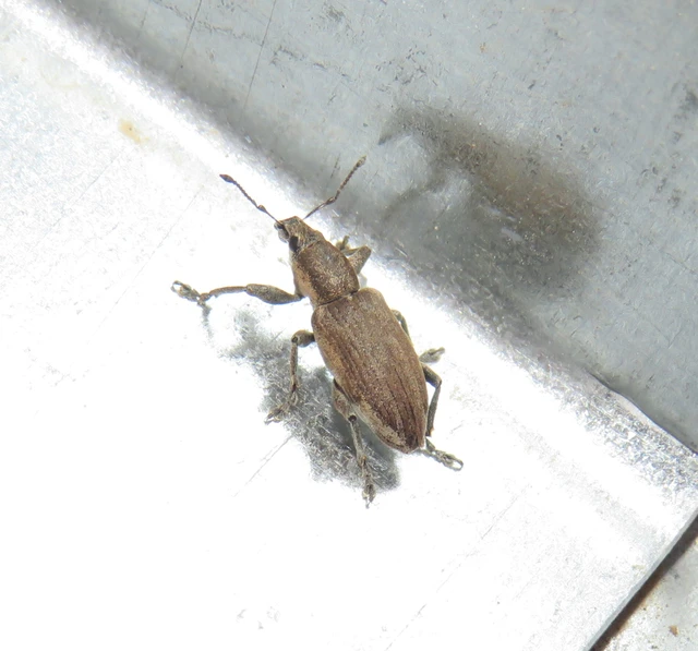 közönséges hegyesfarúbarkó - Tanymecus palliatus