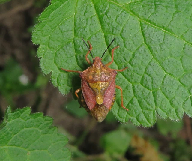 Carpocoris Carpocoris