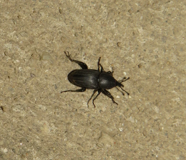 Sphenophorus