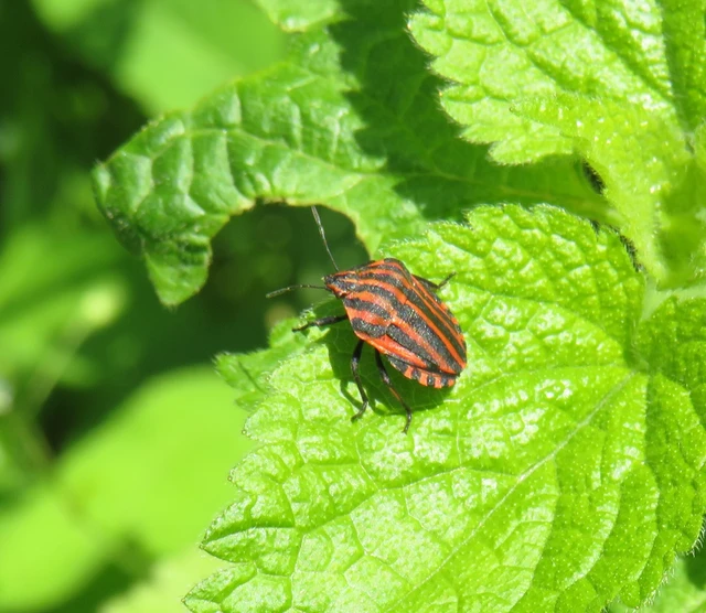 csíkos pajzsospoloska - Graphosoma italicum