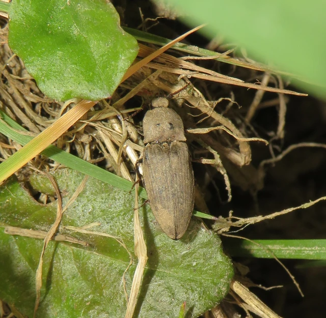 Agrypnus murinus - egérszínű pikkelyespattanó