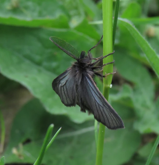 réti gyapjaslepke - Pentophera morio