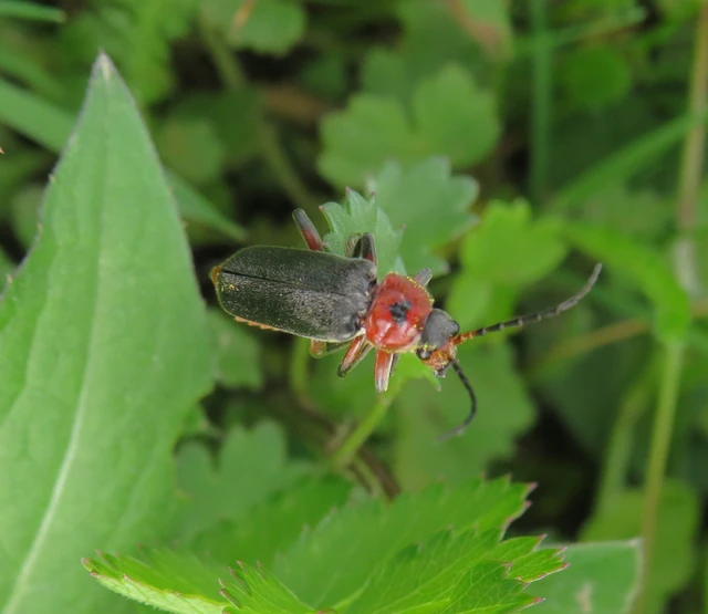 suszterbogár - Cantharis rustica