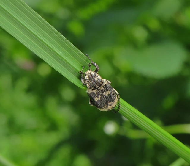 suta virágbogár - Valgus hemipterus