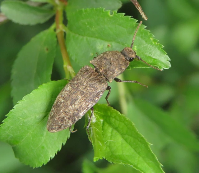 Agrypnus murinus - egérszínű pikkelyespattanó