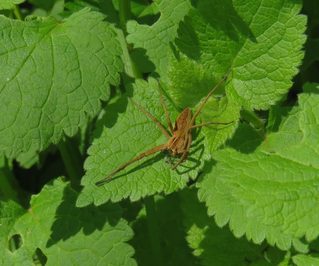 Pisaura mirabilis - csodáspók