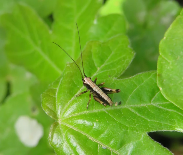 Pholidoptera griseoaptera - szürke avarszöcske Pholidoptera griseoaptera - szürke avarszöcske