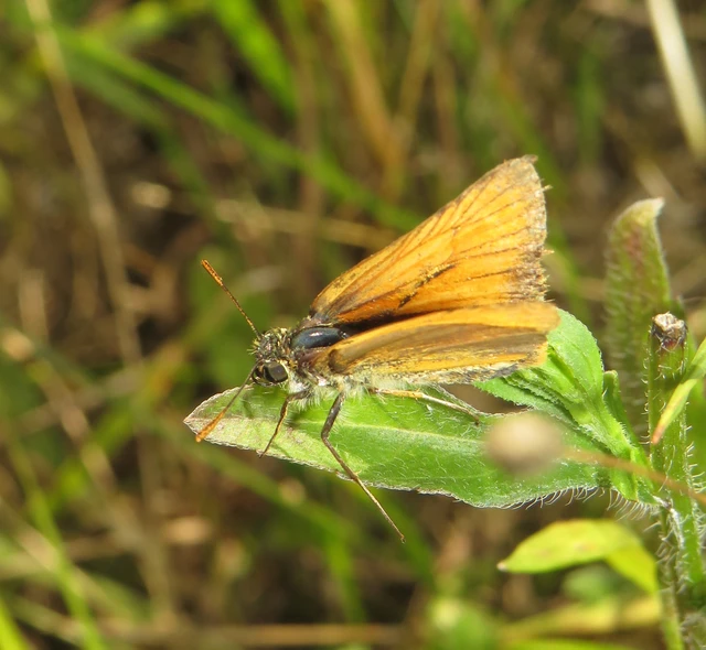 Thymelicus sylvestris - barna busalepke