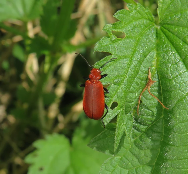 közép-bíborbogár - Pyrochroa serraticornis