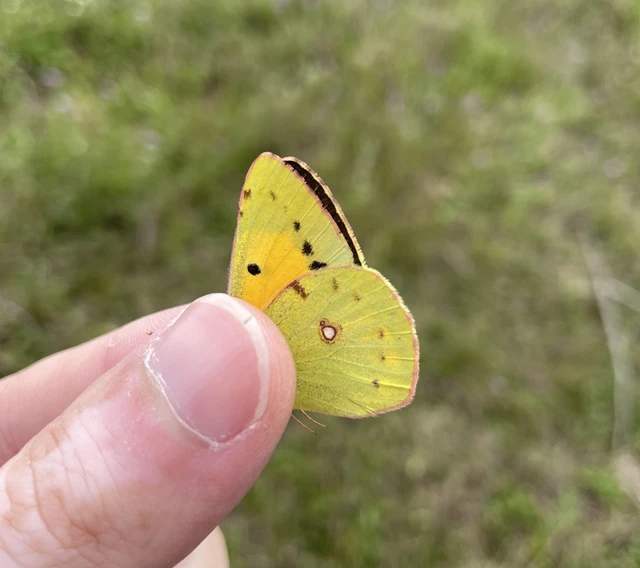 Colias croceus - sáfránylepke