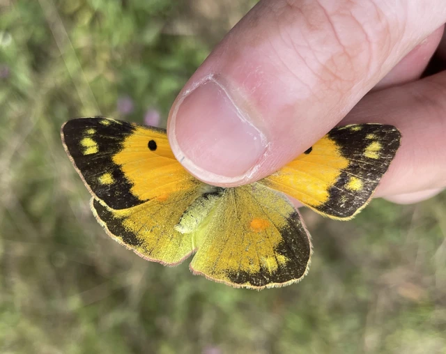 Colias croceus - sáfránylepke