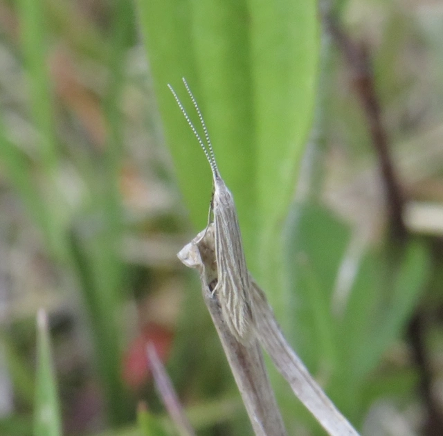 Coleophora