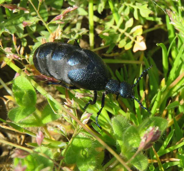 közönséges nünüke - Meloe proscarabaeus